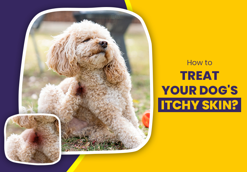 How to treat Dog's Itchy Skin