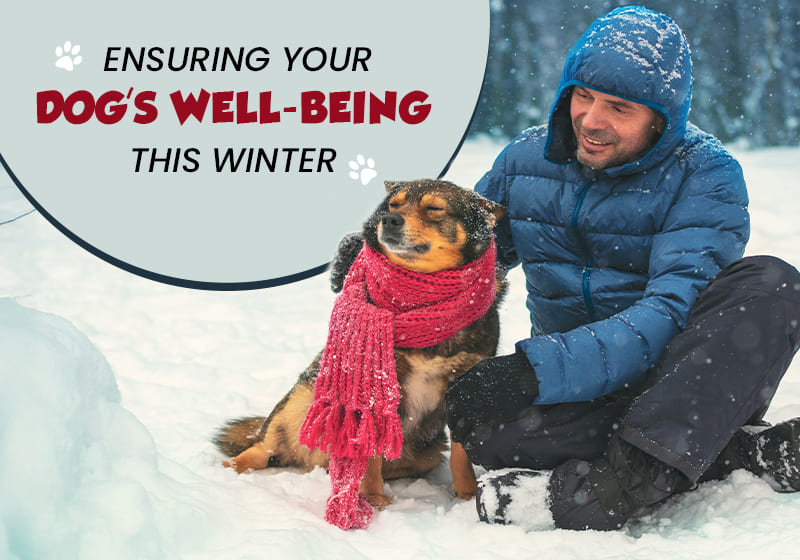 Ensuring Your Dog’s Well-being this Winter