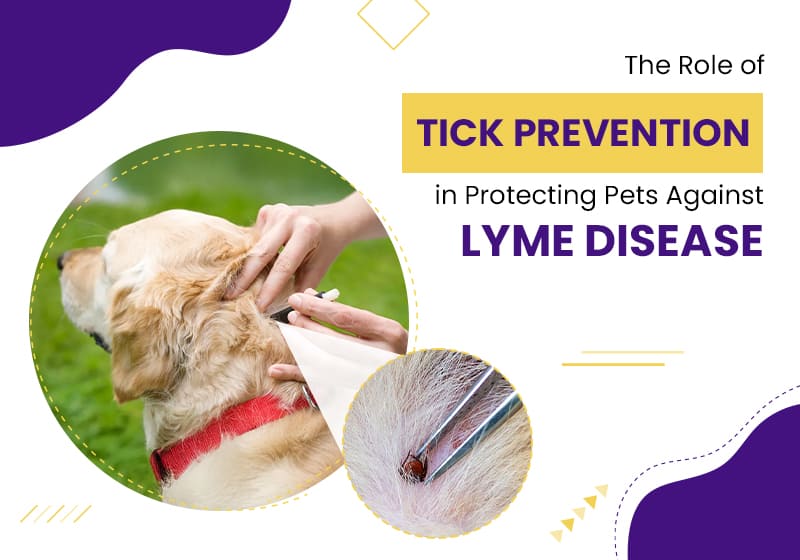 Role of Tick Prevention in Protecting Pets Against Lyme Disease
