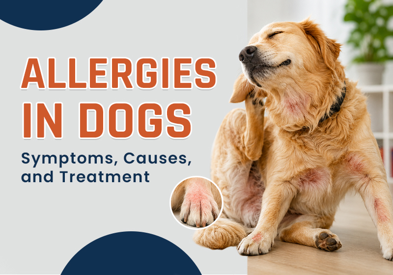 Allergies in Dogs