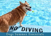 Dogs Summer Essentials