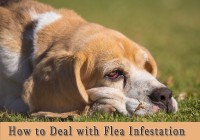 How to Deal with Flea Infestation