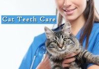 Cat Teeth Care