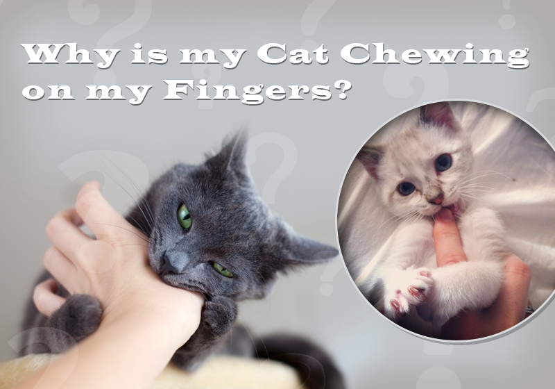 How To Stop Cats From Biting Fingers? BestVetCare