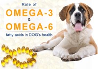 Role of Fatty Acids in Dogs Health