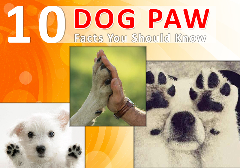 10 Dog Paw Facts You Should Know BestVetCare