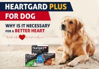HeartGard Plus for Dogs- Why Is It Necessary for A Better Heart