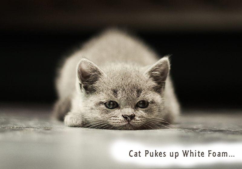 Cat Pukes Up White Foam!! Home Remedies For Cat Owners Who Cannot