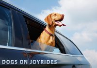 Dog's On Joyrides with Head Out of The Car Window