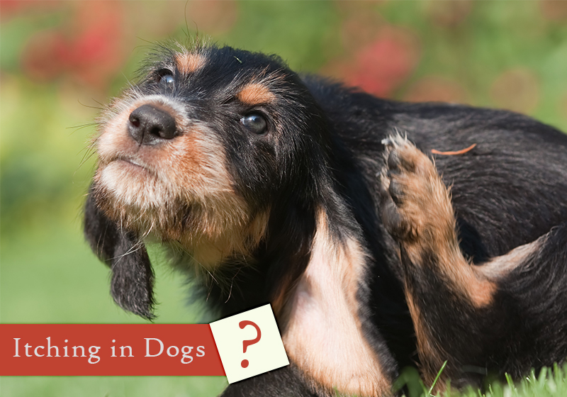 Common Causes For The Irritation Caused By Itching In Dogs BestVetCare
