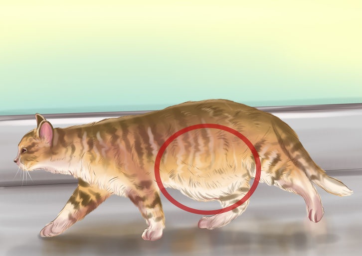 ShapeOfYourCat'sBody