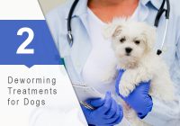 Deworming Treatments for Dogs