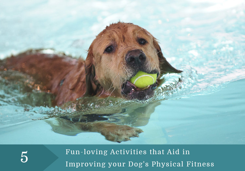 5 Funloving Activities That Aid In Improving Your Dog's Physical