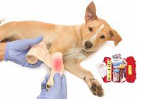 Use First Aid For Your Pet In Tough Situations