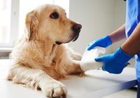 Joint Treatments for Pets