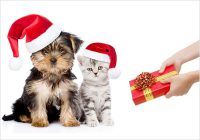 Gifts For Your Pet This New Year