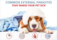 Parasites That Makes Your Pet Sick