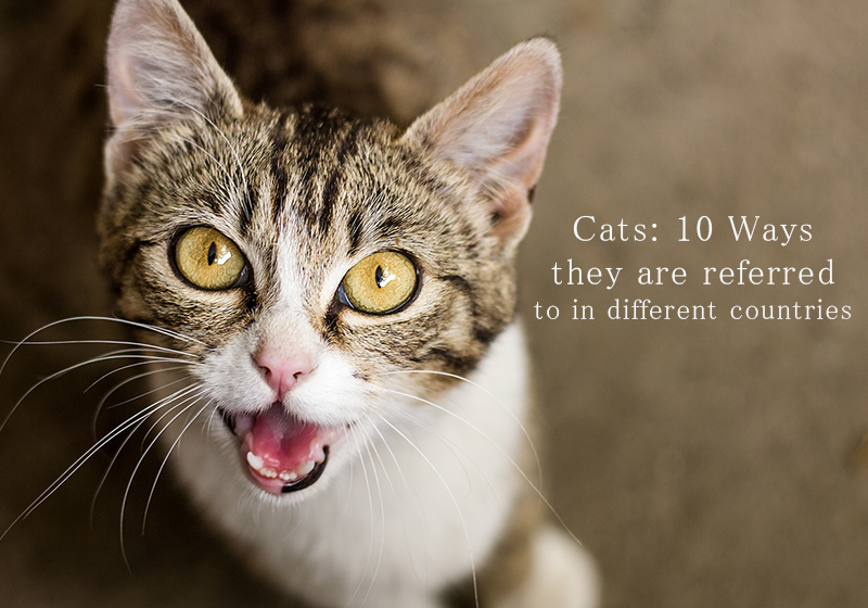 Cats: 10 Ways they are Referred to in Different Countries - BestVetCare