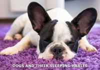 dog-and-sleep