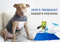 Dog-gadgets-for-tech-savvy-dog-owners