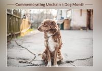 Commemorating Unchain a Dog Month 2020
