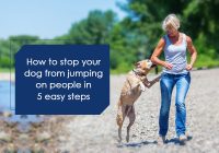 Prevent-Dog-From-Jumping-On-People