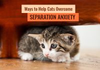 alt="ways to helpcats overcome separation anxiety"