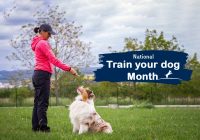 train your dog