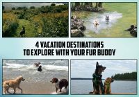 pet friendly vacation destinations