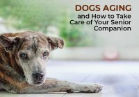 Dogs Aging and How to Take Care of Your Senior Companion