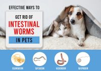 Effective Ways to Get Rid of Intestinal Worms in Pets