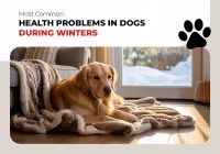 Common Health Problems in Dogs During Winters