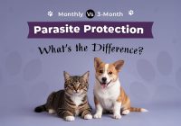 Monthly vs 3-Monthly Parasite Protection
